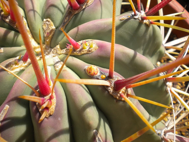 Ferocactus californicus 