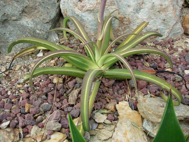 Agave nizandensis 