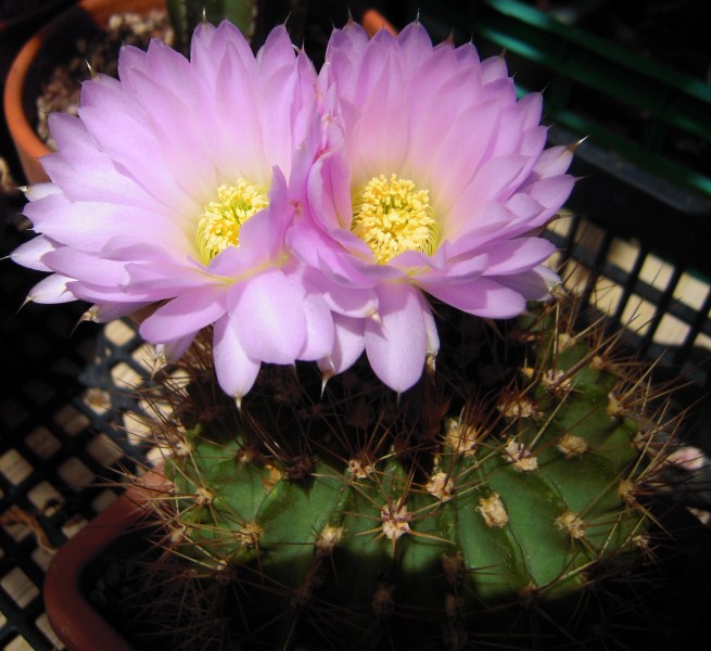 Acanthocalycium violaceum 