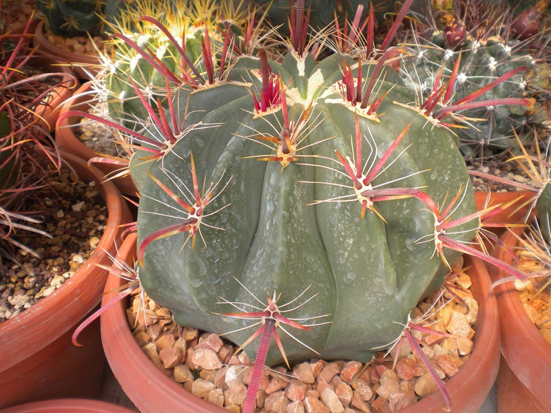 Ferocactus peninsulae ssp. townsendianus 