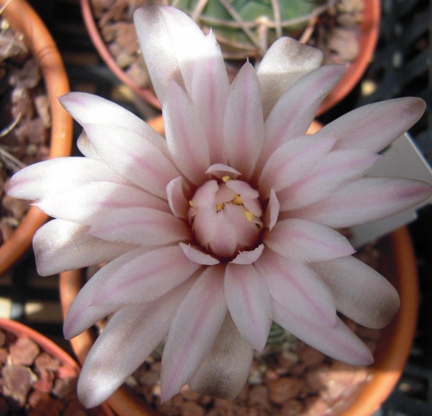 Gymnocalycium calochlorum v. proliferum 