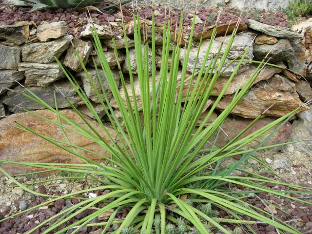 Agave stricta 