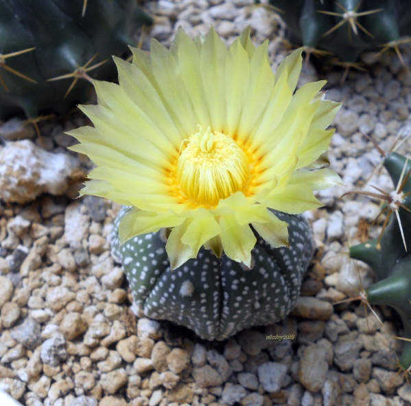 astrophytum asterias cv. gelbe bluete