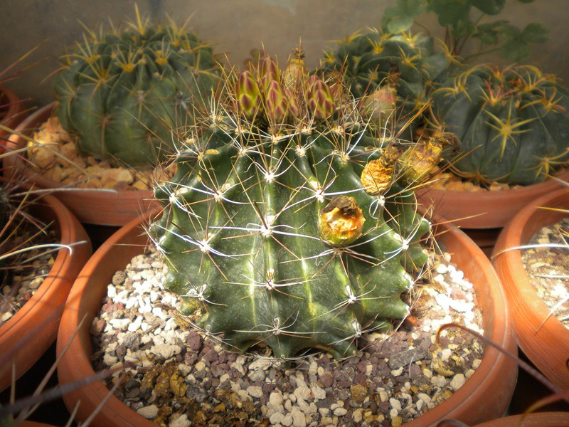 Ferocactus hamatacanthus ssp. sinuatus 