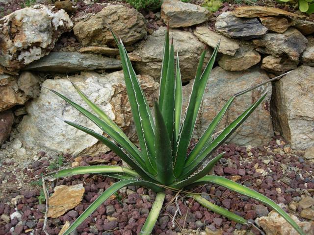 Agave difformis 