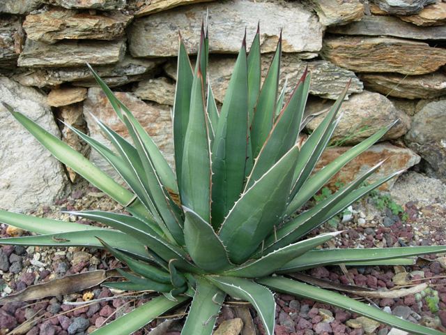 Agave purpusorum 