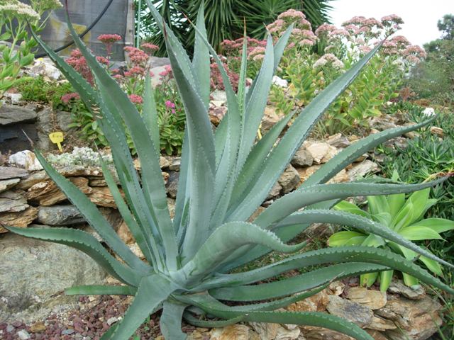 Agave datylio 