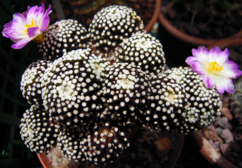 Mammillaria luethyi 