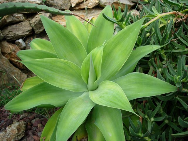 Agave attenuata 