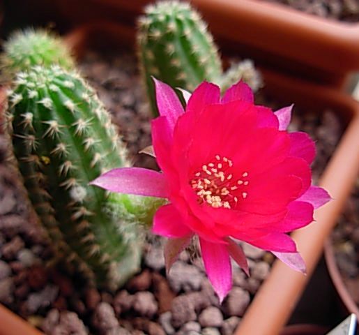 Chamaecereus ibrido violetto 