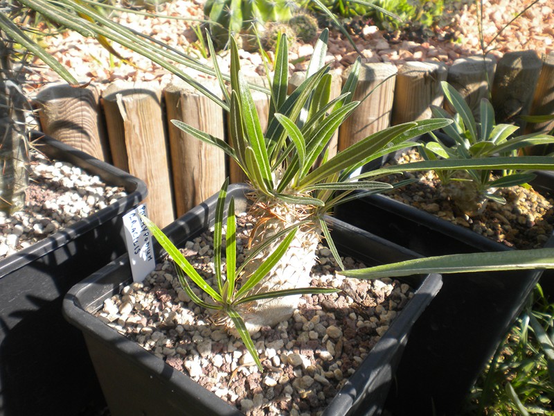 Pachypodium rosulatum v. gracilius 