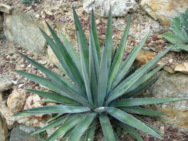 agave funkiana