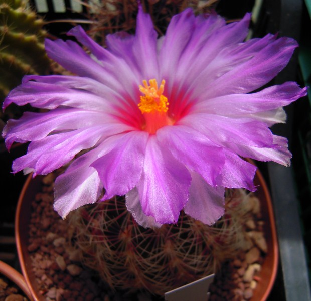 thelocactus schwarzii
