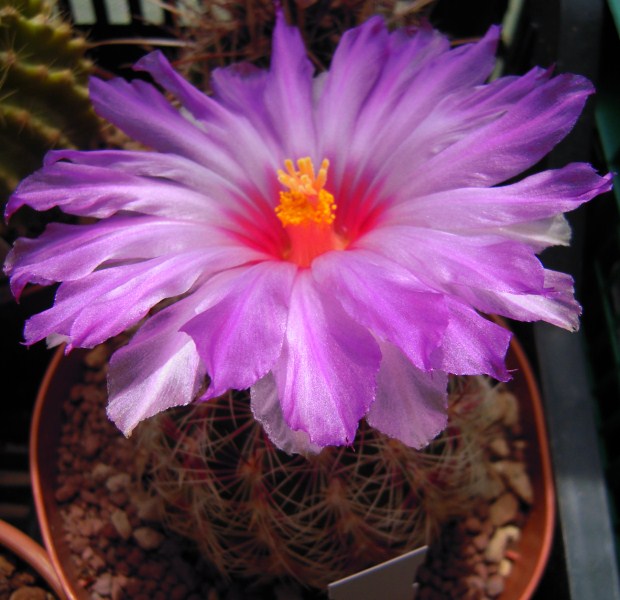 Thelocactus schwarzii 