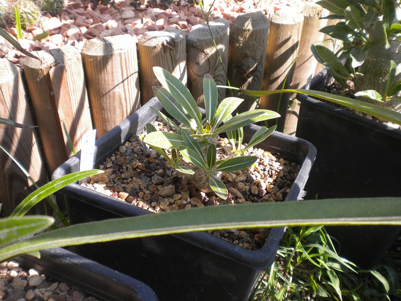 Pachypodium horombense 