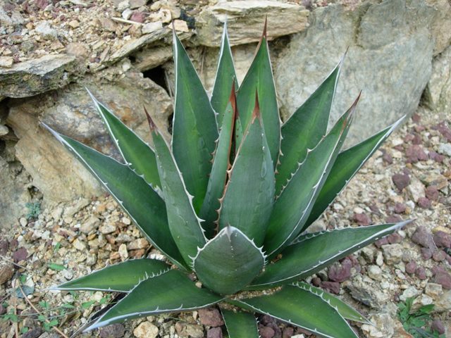 Agave triangularis 