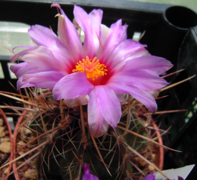 Thelocactus bicolor 