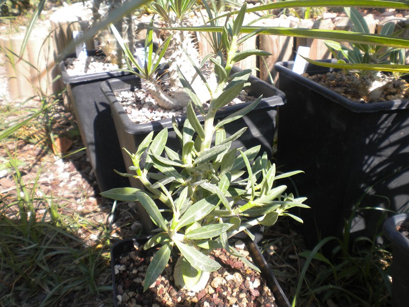 Pachypodium succulentum 