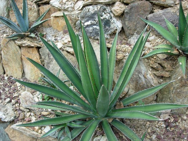 Agave lechuguilla 