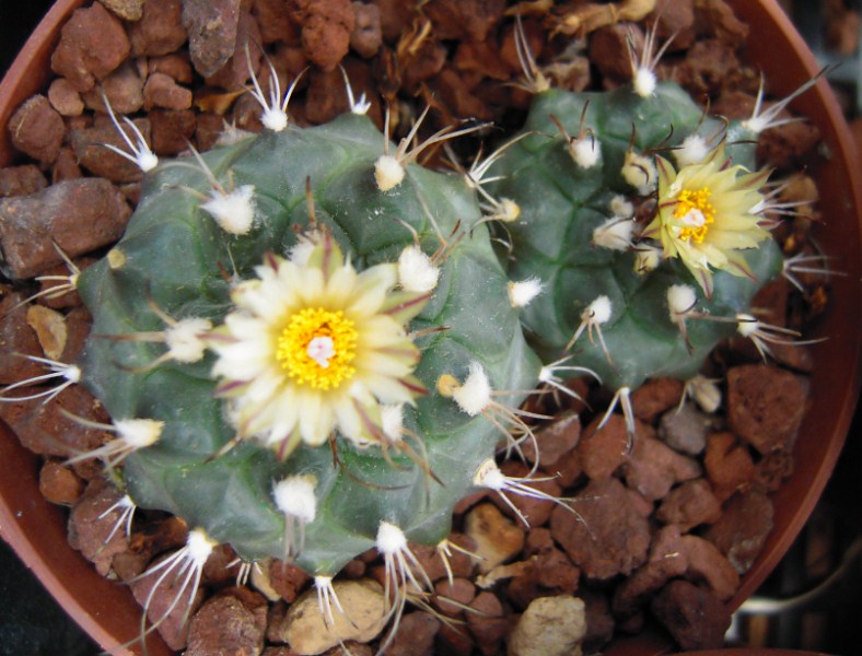 Turbinicarpus swobodae 