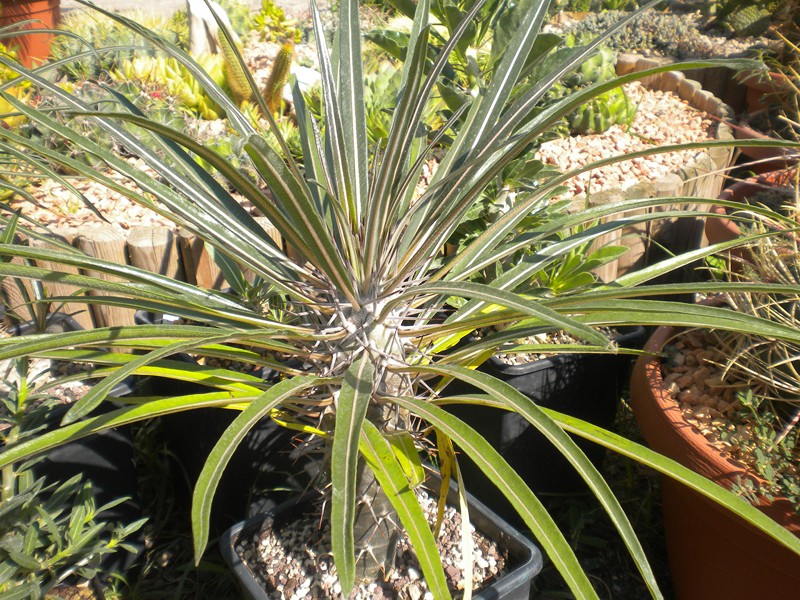 Pachypodium geayi 