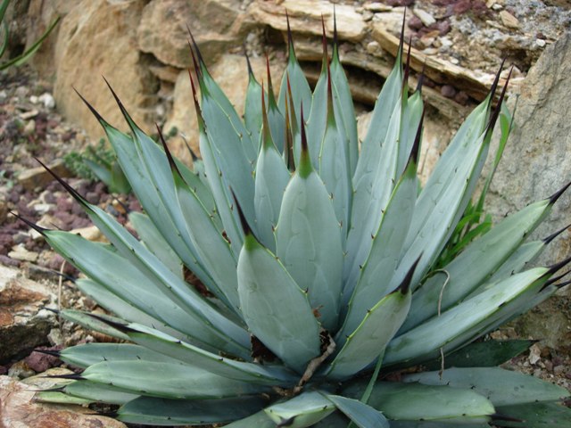 Agave macroacantha 