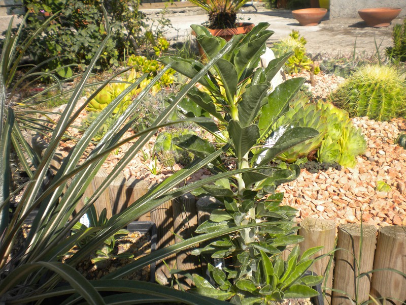 Pachypodium saundersii 