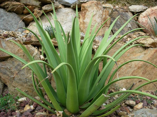 Agave bracteosa 