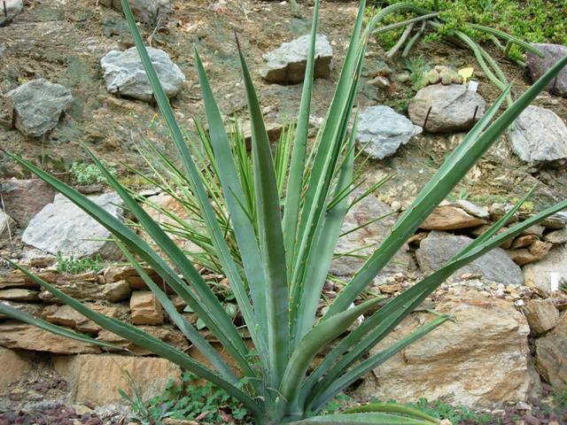 Agave aktites 