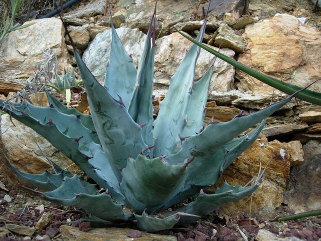 agave goldmaniana