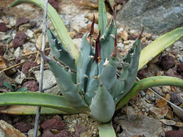 Agave utahensis 