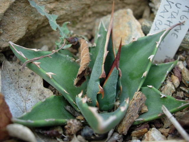 Agave utahensis v. kaibabensis 