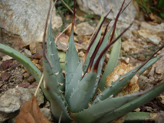 Agave utahensis v. nevadensis 