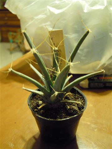 Leuchtenbergia principis 