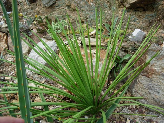 Agave striata 