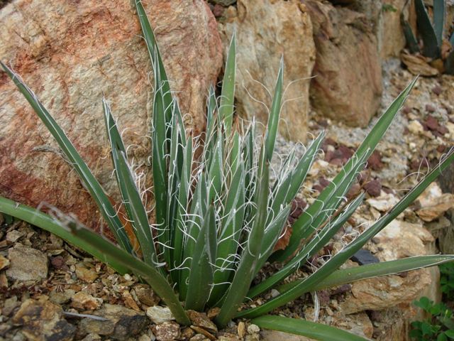 Agave parviflora 