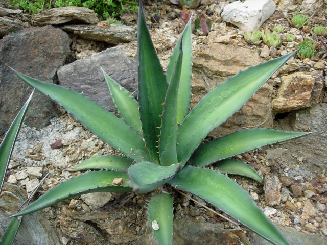 Agave lechuguilla x asperrima 