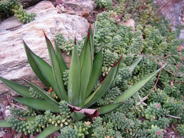 Agave ocahui 