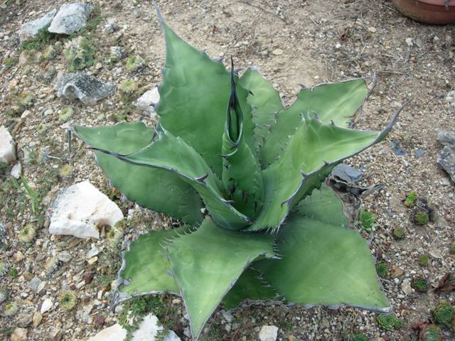 Agave ragusae 