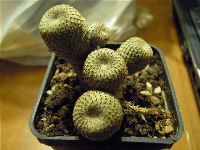 Rebutia heliosa 