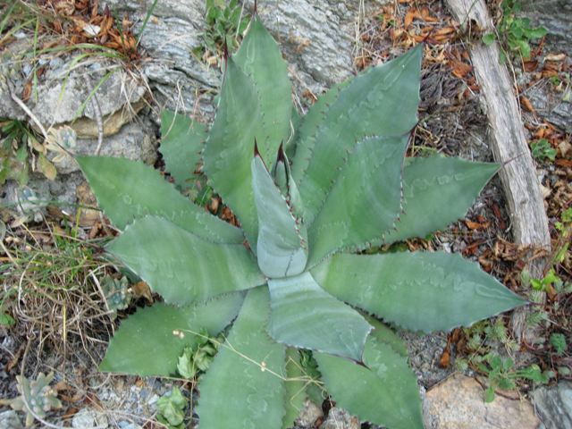 Agave cupreata 