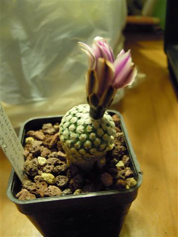 Turbinicarpus valdezianus LAU 1072