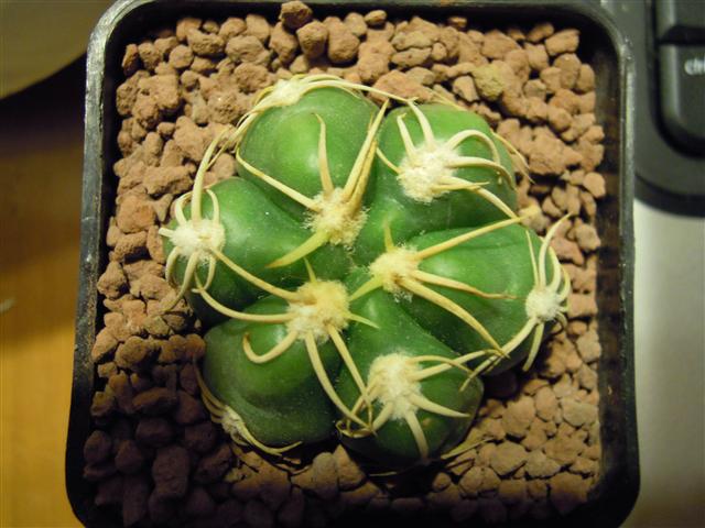 Gymnocalycium denudatum cv. jan suba 