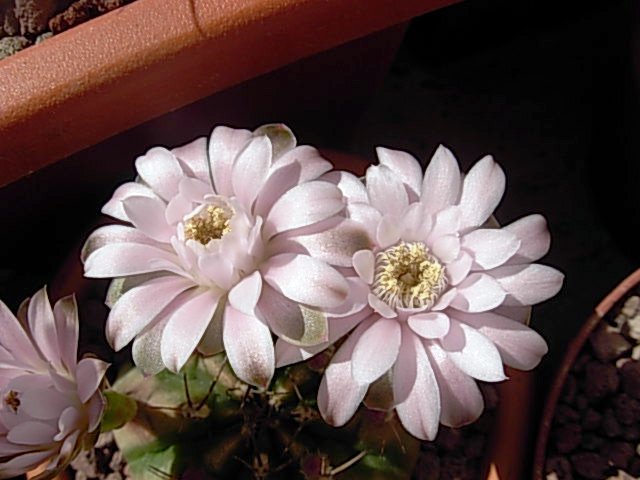 Gymnocalycium damsii 