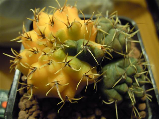 Gymnocalycium striglianum f. variegatum STO 544