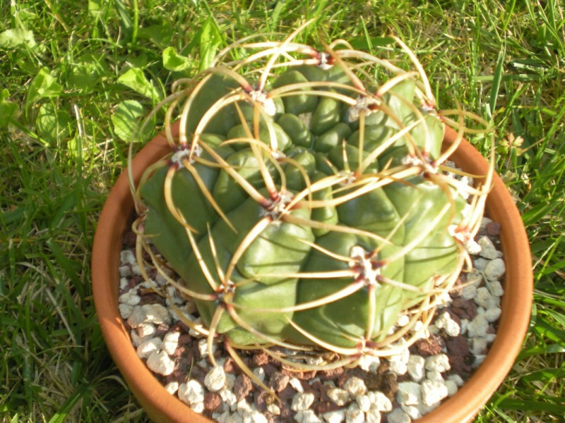 1 Gymno  