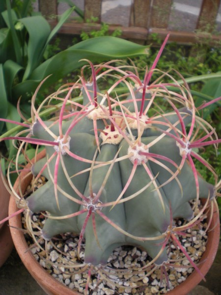 2 Ferocactus ?  