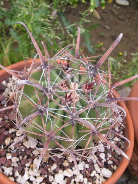 4 Ferocactus horridus ? 