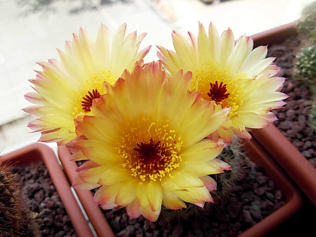 Parodia schlosseri 