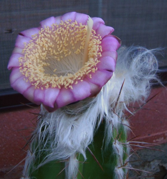 Pilosocereus palmeri 